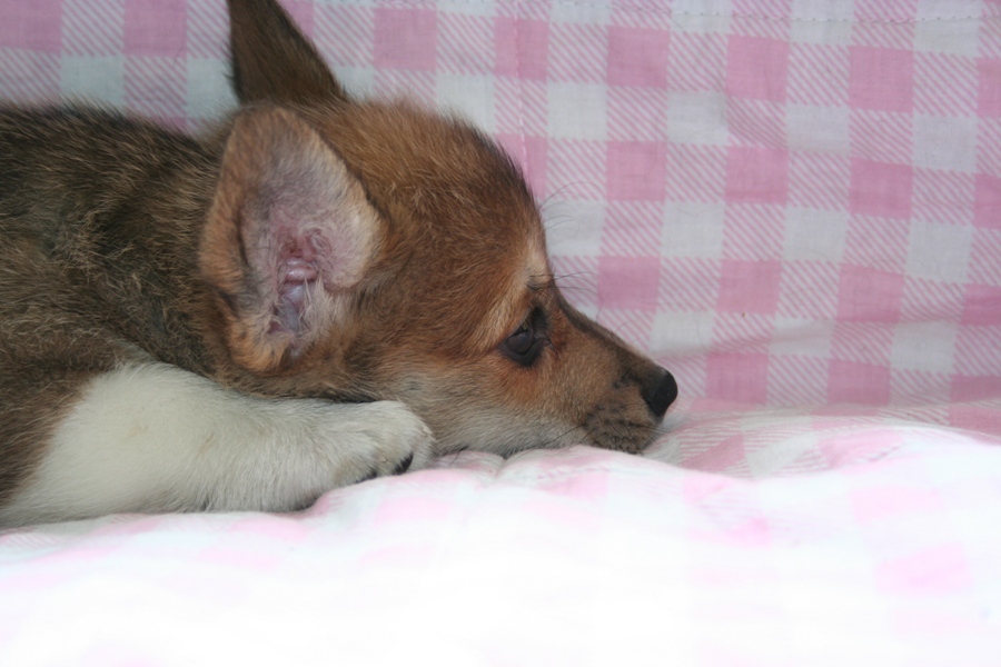 Puppies